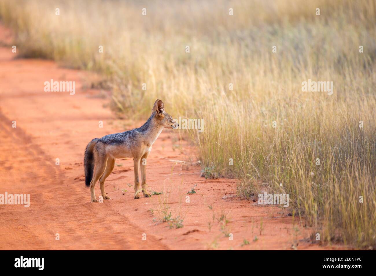 Jackal on the road in the savannah are posing and watching. Stock Photo