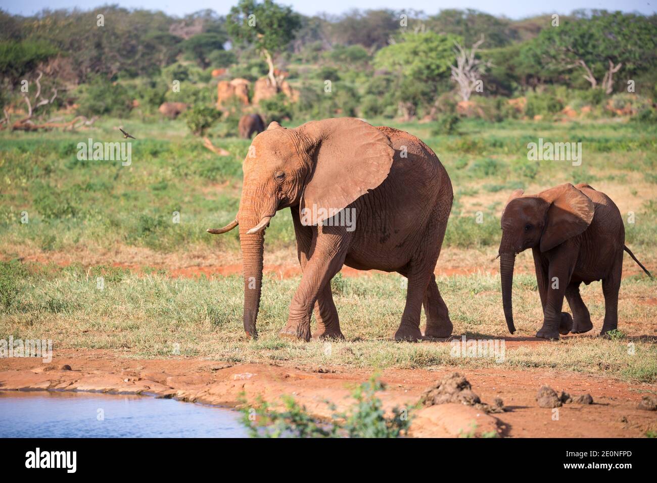 The family of red elephants at a water hole in the middle of the savannah. Stock Photo