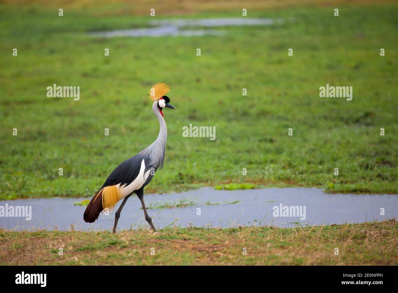 Bird is walking in the swamp in Kenya. Stock Photo