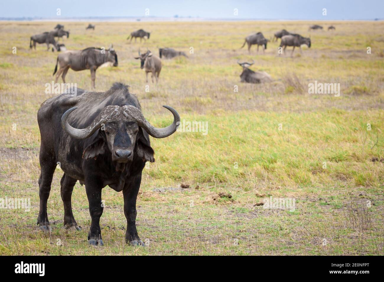 Buffalo standing in the savannah of Kenya. Stock Photo