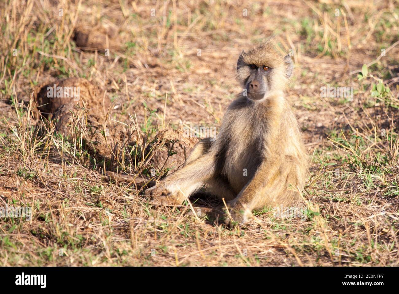 Monkey sitting, scenery of Kenya. Stock Photo