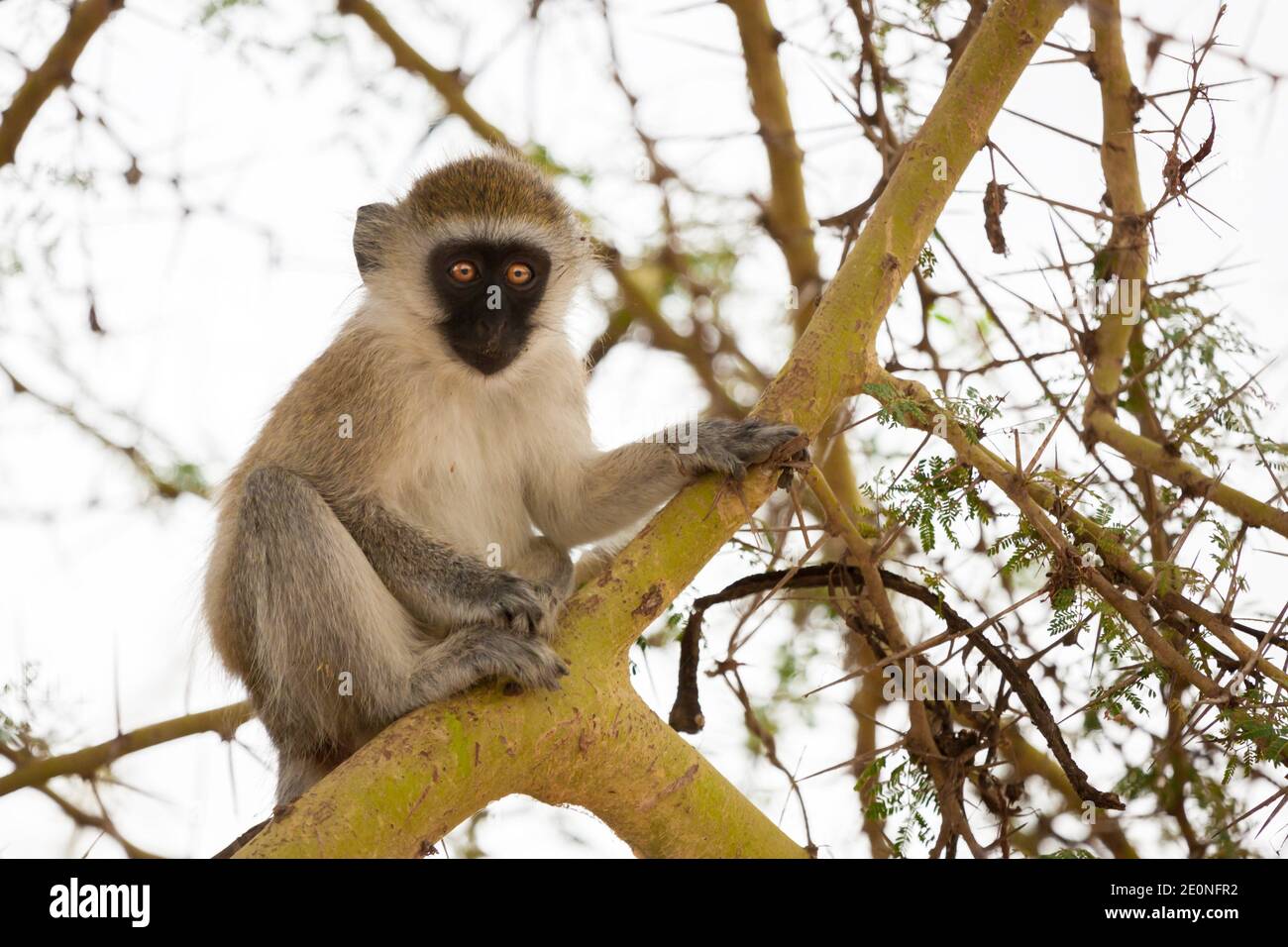 Monkey is sitting on the tree, on safari in Kenya. Stock Photo