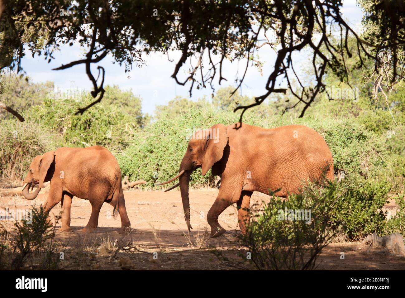 Two elephants walking, on safari in the scenery of Kenya. Stock Photo