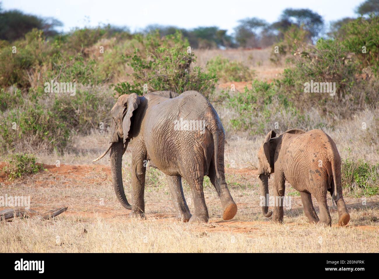 Elephants walking in the scenery of the savannah in Kenya. Stock Photo