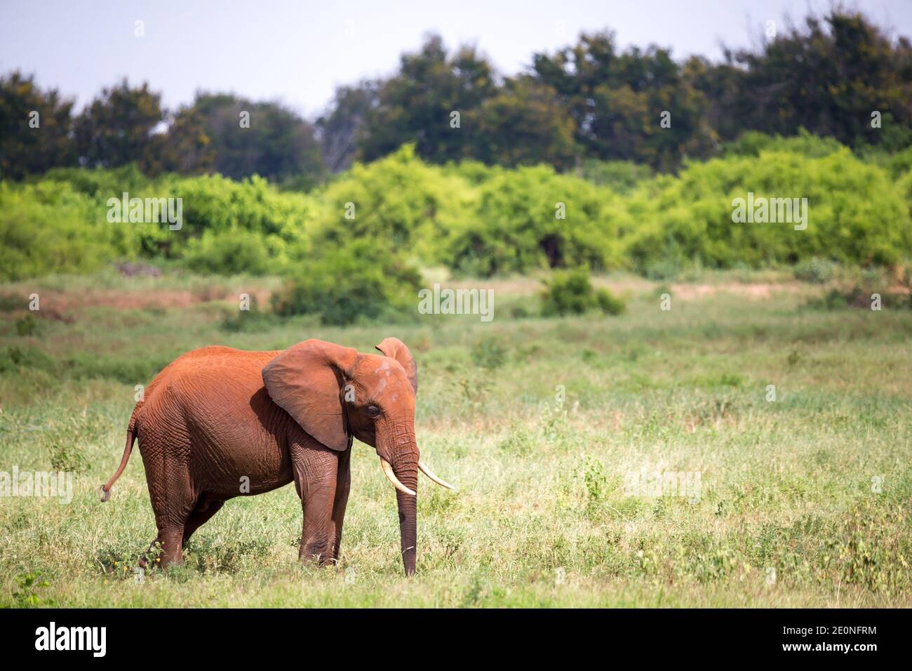 One red elephant is standing in the grassland. Stock Photo