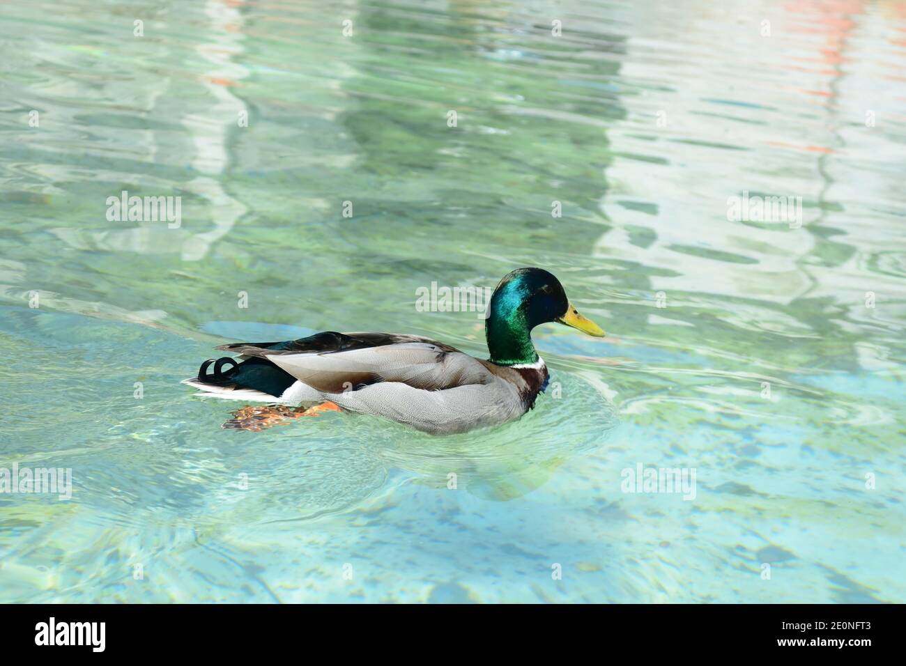 Drake Mallard Portrait swimming on the water Stock Photo