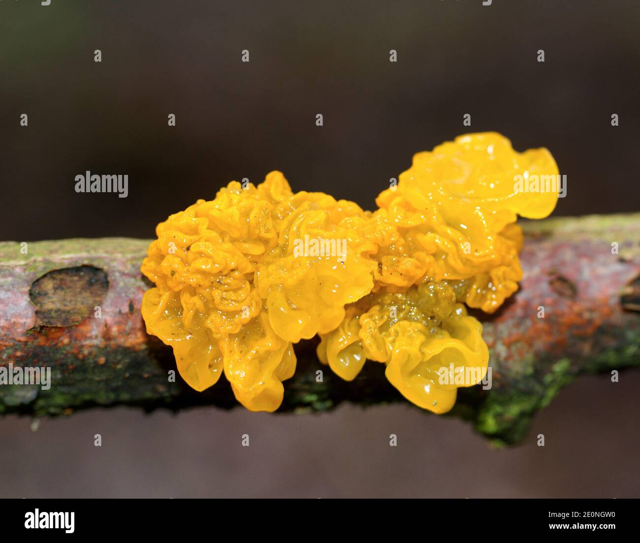 The vivid Yellow Brain is a parasitic jelly-fungus on crust fungi found on dead deciduous wood. It rehydrates after rain and regains its colour Stock Photo