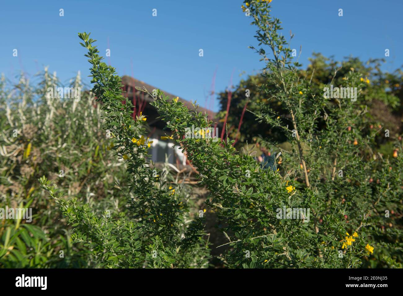 Bright Yellow Autumn Flowers on a Semi Evergreen Broom Shrub (Genista 'Porlock') with a Bright Blue Sky background Growing in a Garden in Rural Devon Stock Photo