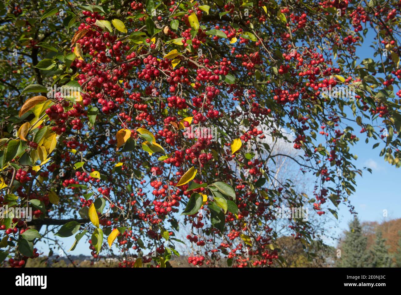Bright Red Autumn Fruit and Green Leaves on a Crab Apple Tree (Malus baccata var. mandshurica) Growing in a Garden in Rural Devon, England, UK Stock Photo