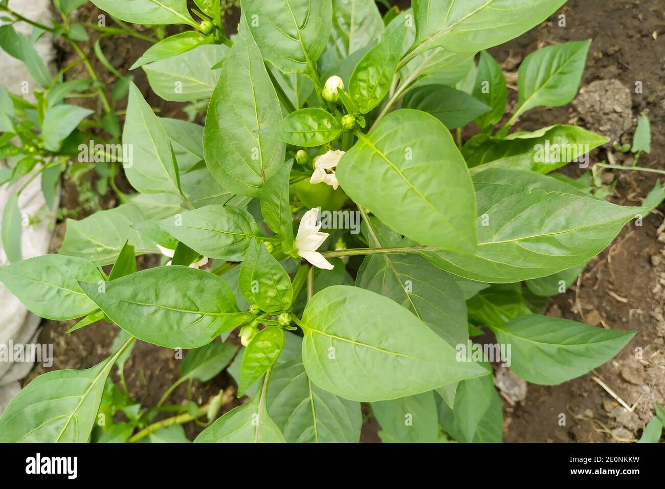Chili pepper plant white flowers hi-res stock photography and images ...