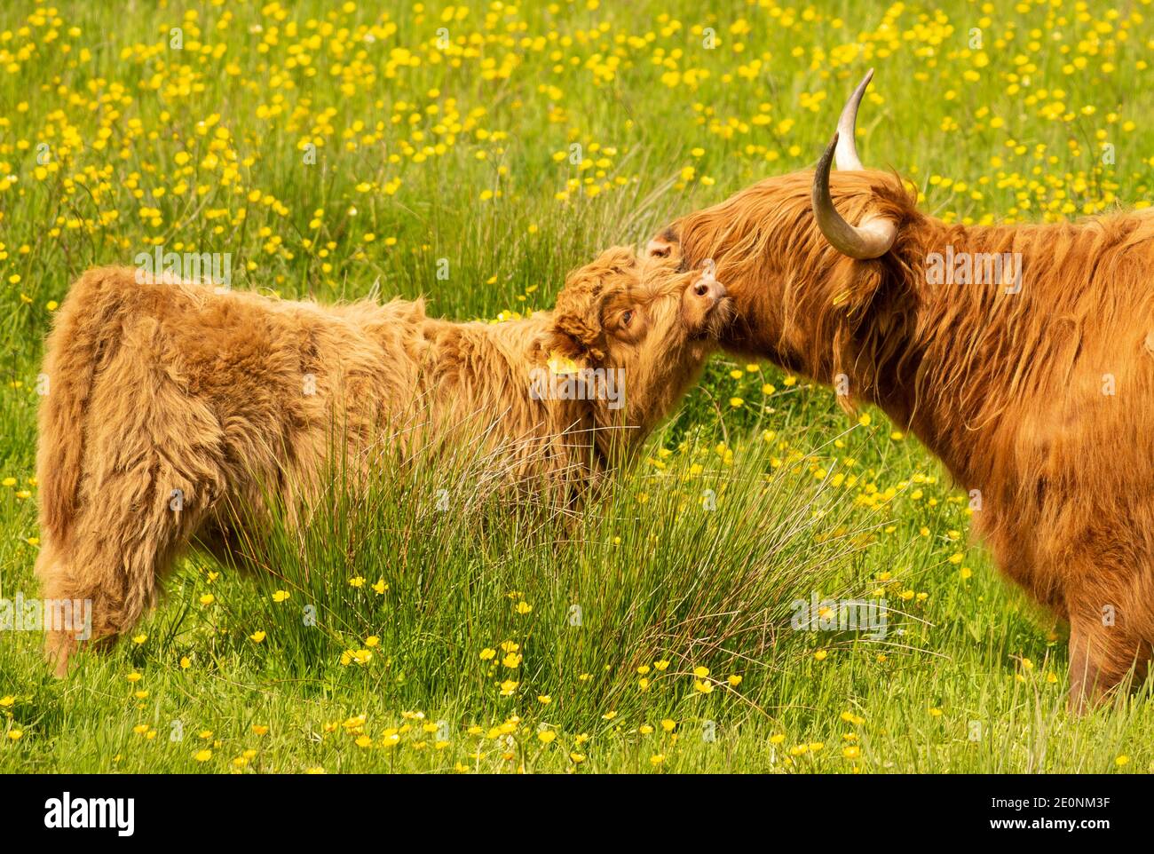 Highland Cow with calf in field of buttercups - Scotland, UK Stock Photo