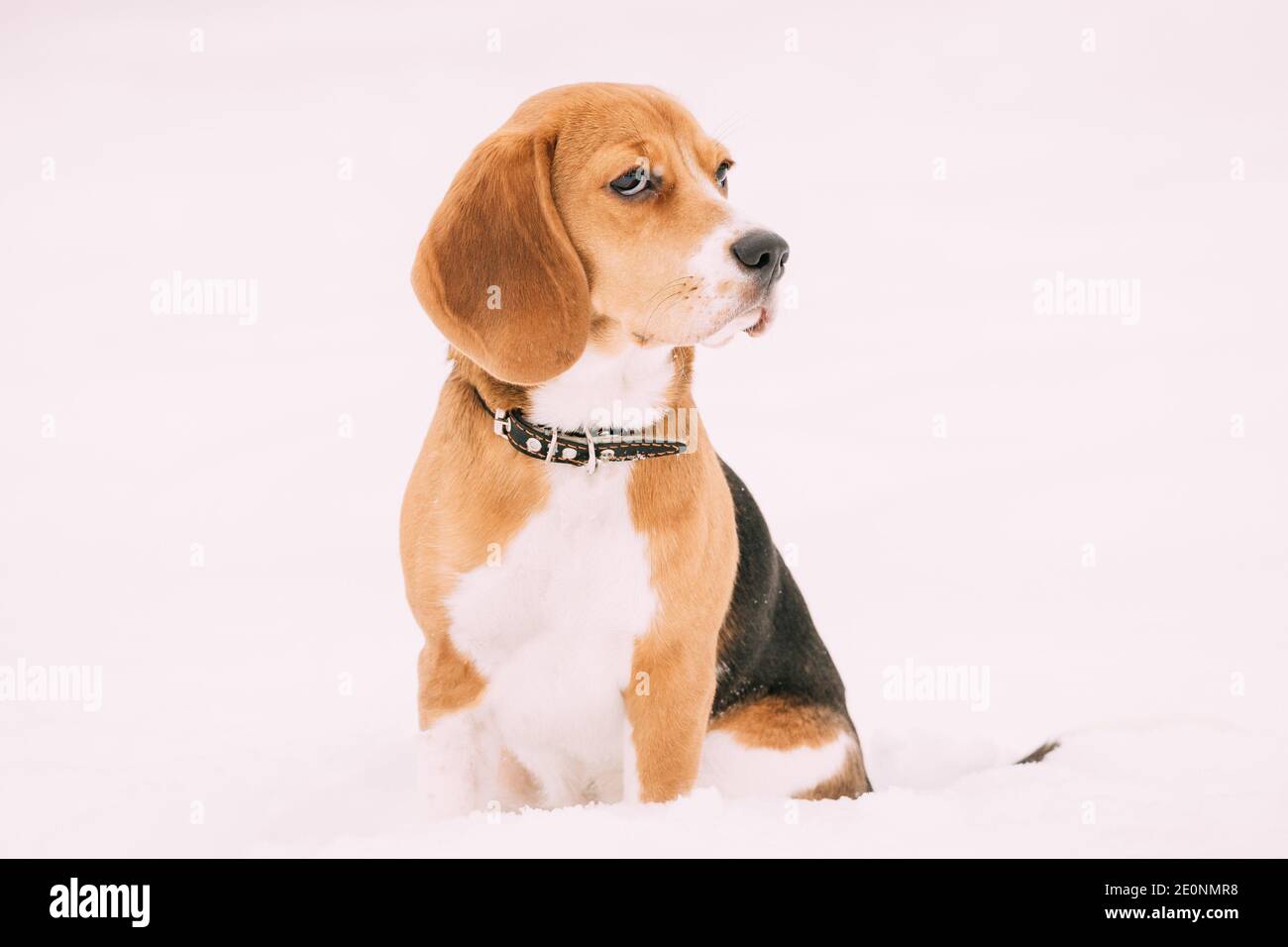 beagle small breed