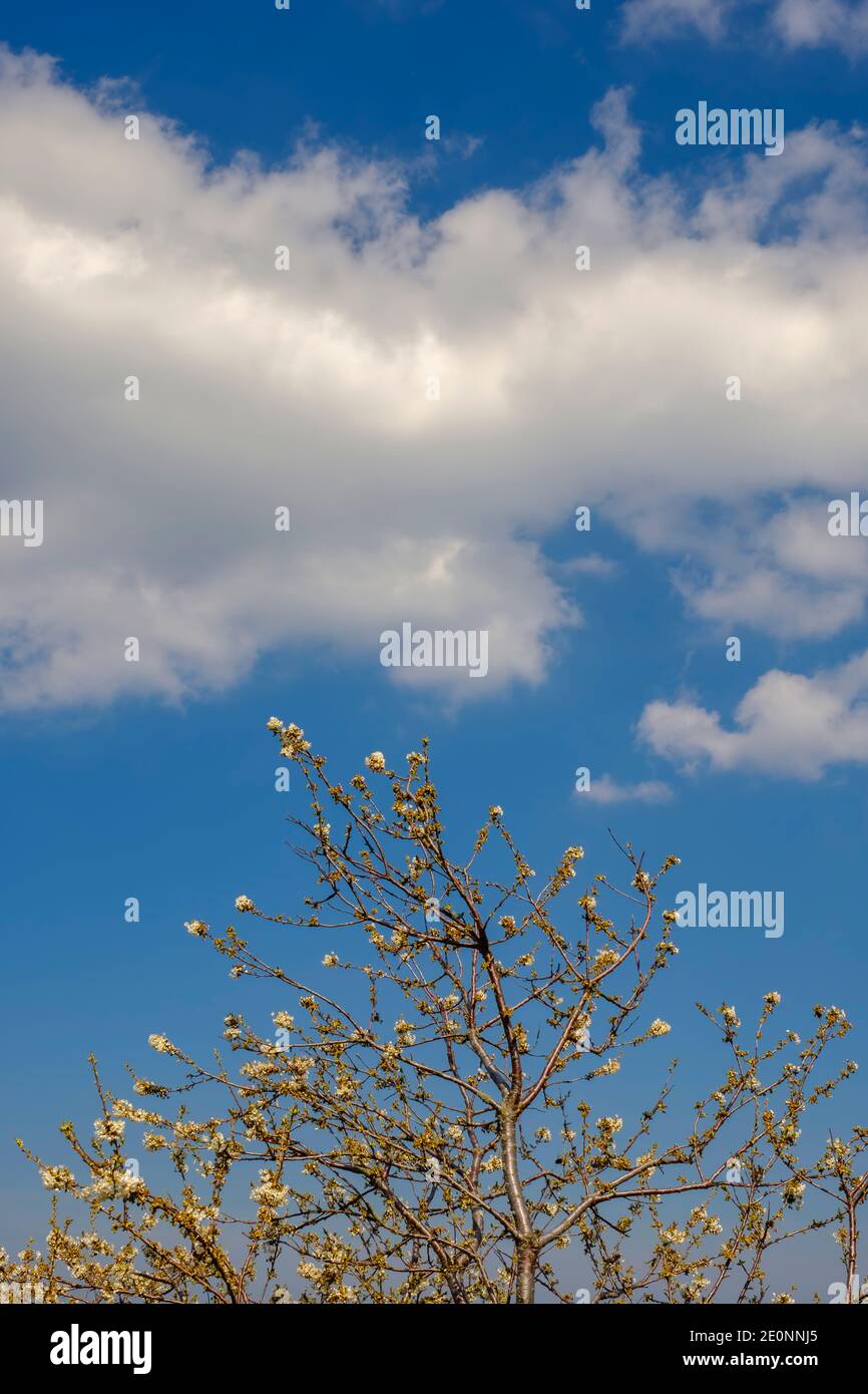 Flowering tree with white clouds on a clear blue sky Stock Photo - Alamy