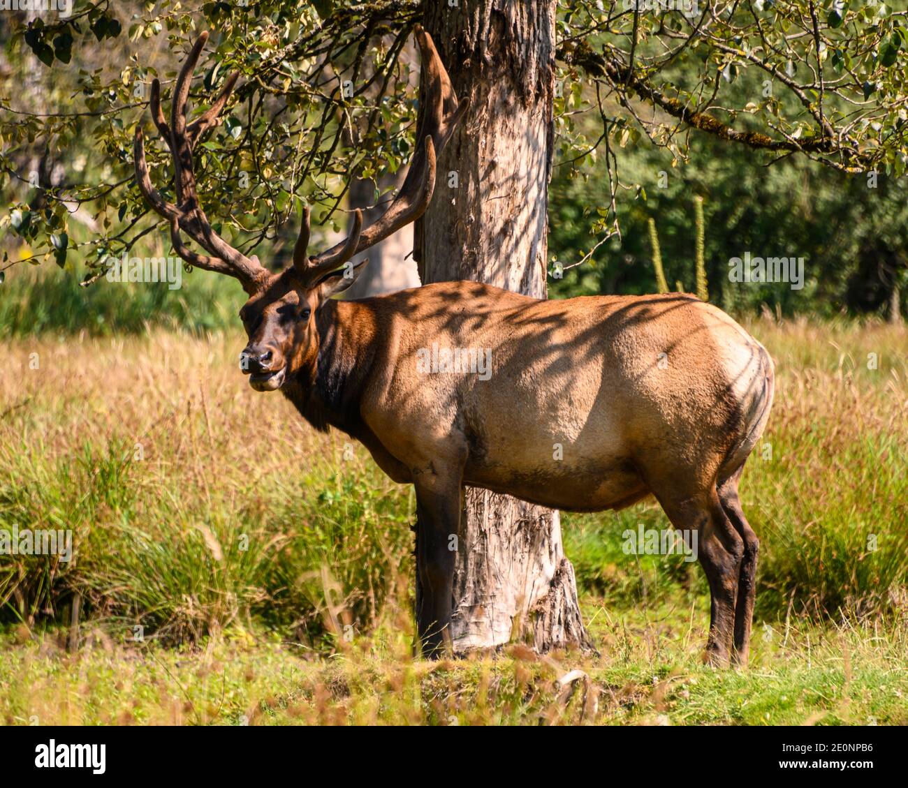 Close up a male elk deer displaying beautiful antlers. This animal is