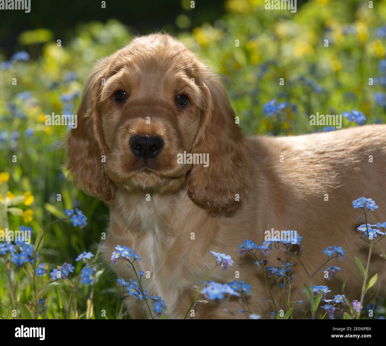 English cocker spaniel puppy hi-res stock photography and images - Alamy