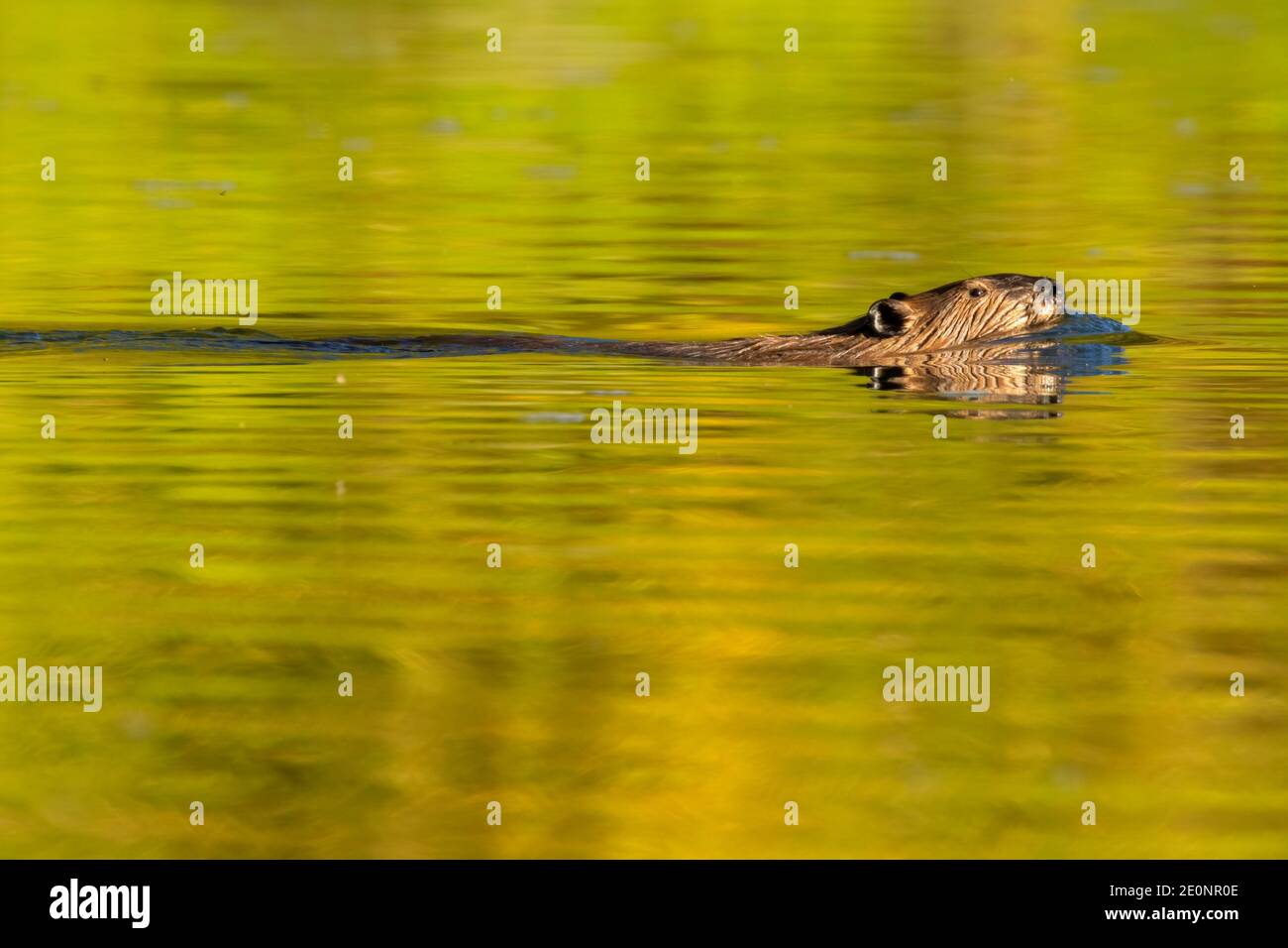 Beaver valley hires stock photography and images Alamy