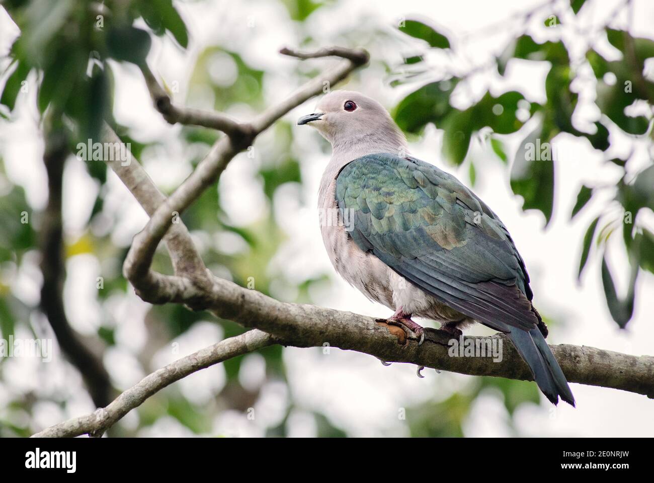 Green Imperial-pigeon - Ducula aenea, beautiful large forest pigeon from Southeast asian forests, Sri Lanka. Stock Photo