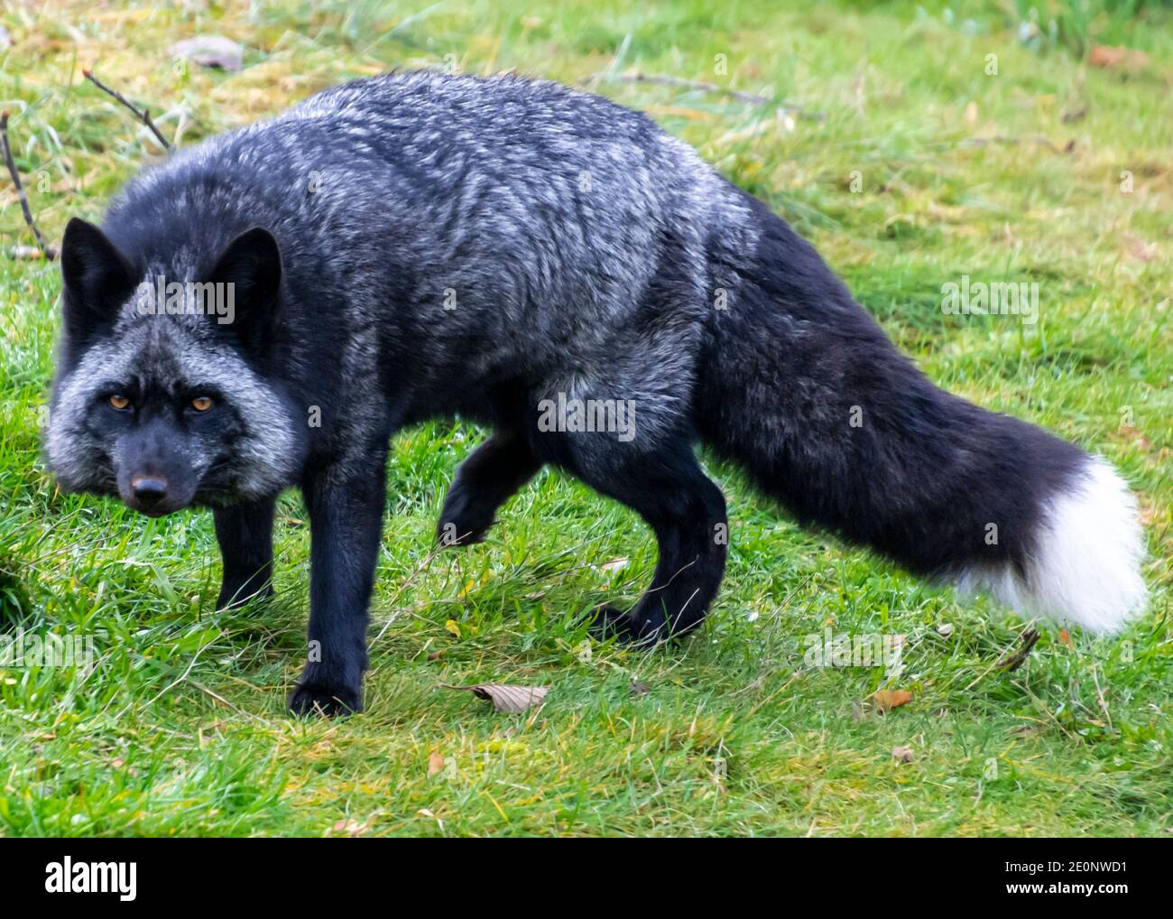 Beautiful Silver Fox, With Thick Winter Fur. Intense Yellow Eyes. Green  Grass Background Stock Photo, Picture and Royalty Free Image. Image  161589574.