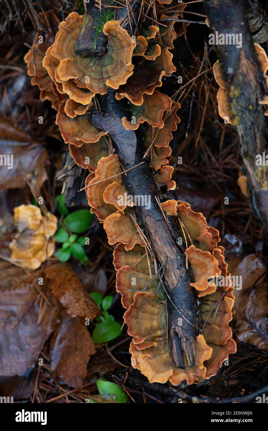Wood fungus fomitopsidaceae on tree bark. Autumn forest nature. Orange colour. Stock Photo