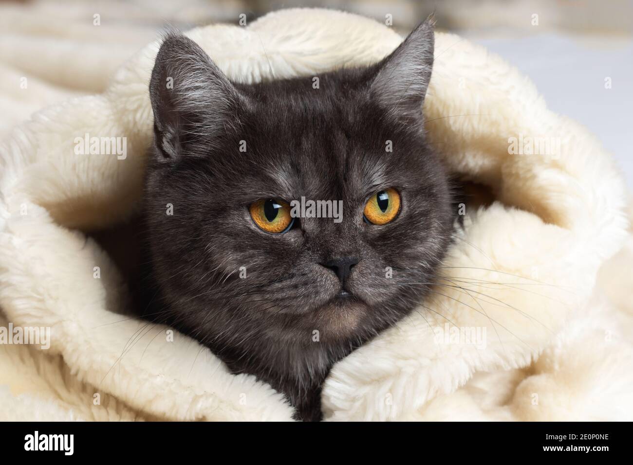 Cat blanket hires stock photography and images Alamy