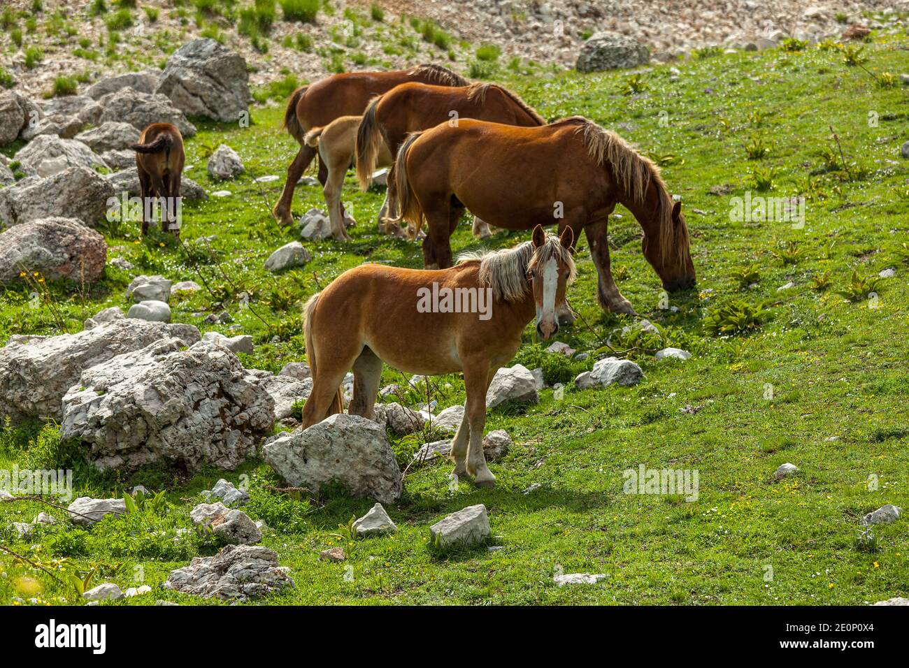 horses grazing in a mountain meadow in Campo Imperatore. Gran Sasso and Monti della Laga National Park, Abruzzo, Italy, Europe Stock Photo