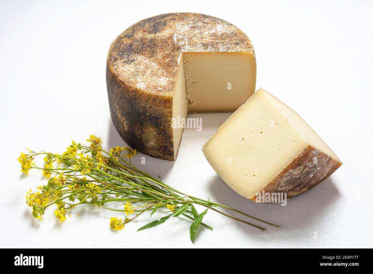 Slices of Italian pecorino cheese with monjtagna grass on a white background. Abruzzo, Italy, Europe Stock Photo
