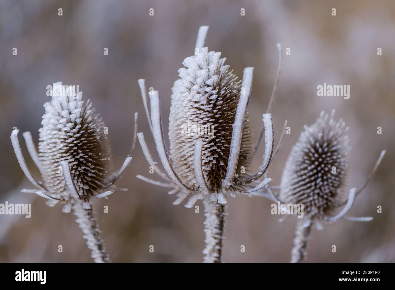 02 January 2021, Brandenburg, Sieversdorf: The withered inflorescences of a wild cardoon are covered with hoarfrost. Fog and temperatures just below freezing have covered nature in East Brandenburg with hoarfrost overnight. Photo: Patrick Pleul/dpa-Zentralbild/ZB Stock Photo