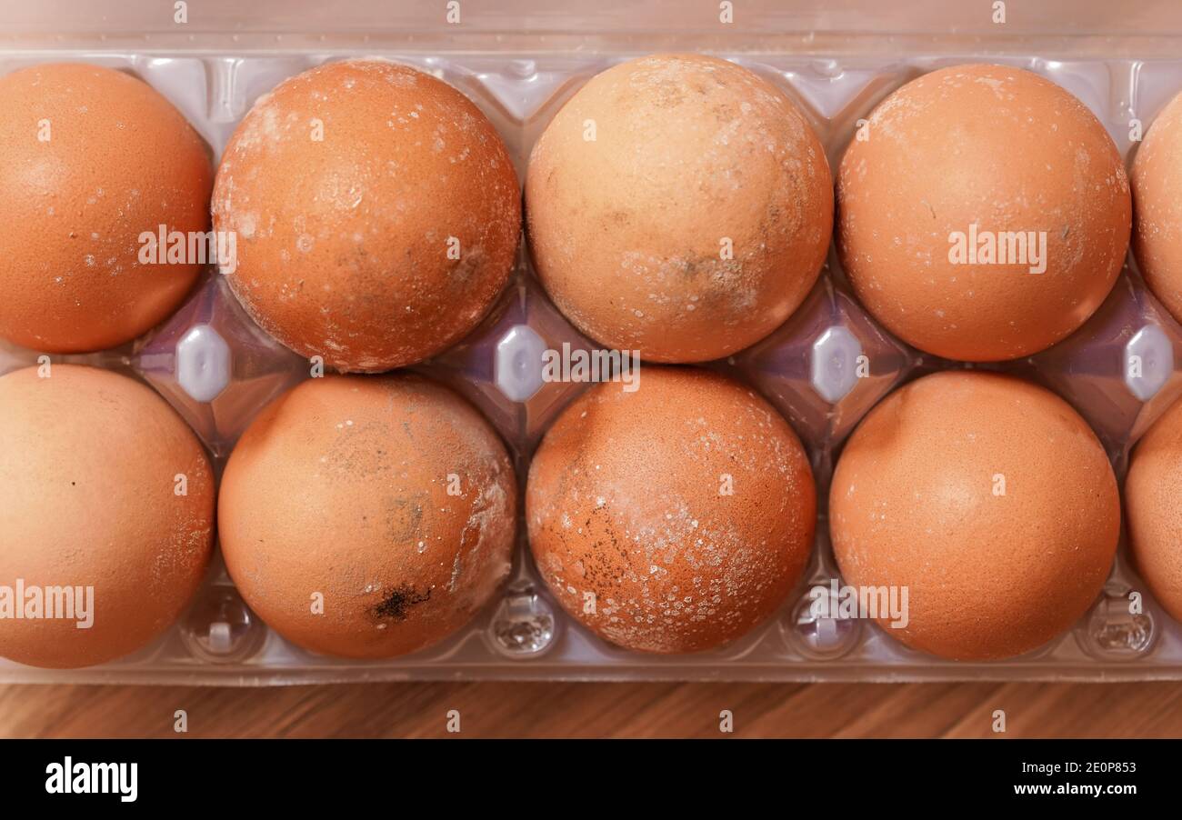 Mould / mildew growing on spoiled eggs stored improperly in cold and wet fridge for long time Stock Photo