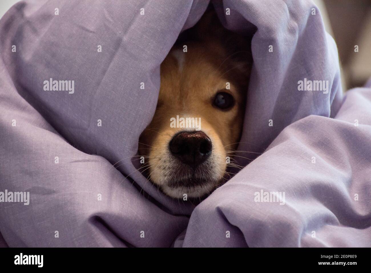 Animal with nose hires stock photography and images Alamy