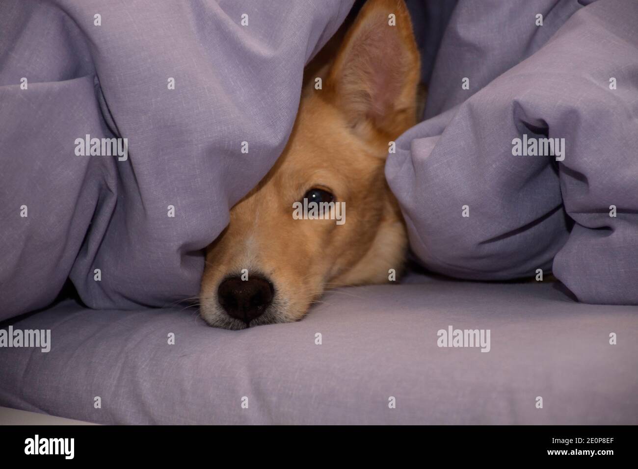Dog nose blanket hires stock photography and images Alamy