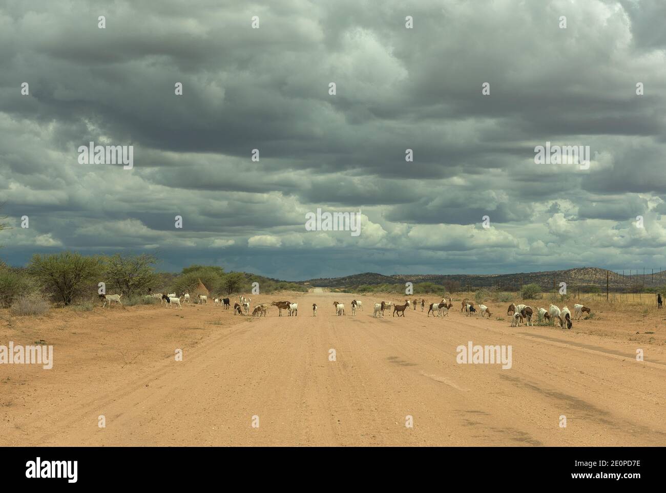 A herd of goats crossing the dirt road, Namibia Stock Photo