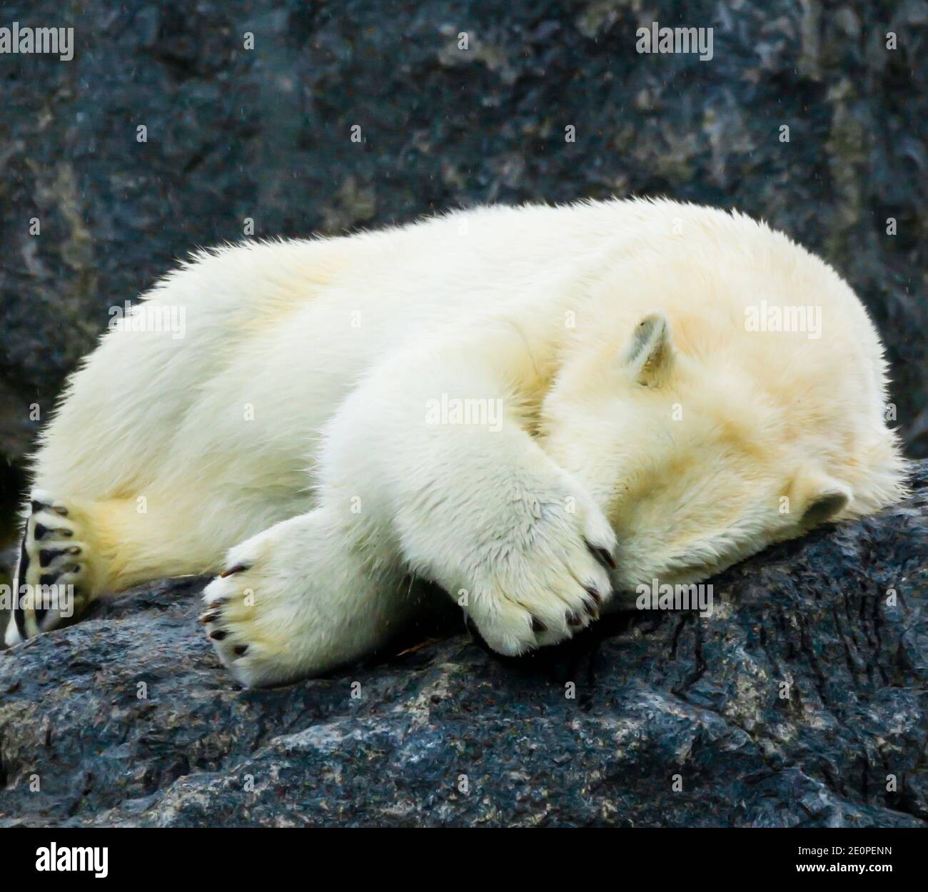 Polar white bear gets shy by hiding his face with a paw Stock Photo