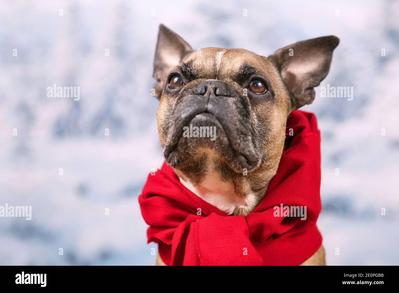 French Bulldog dog with red winter scarf around neck in front of blurry snow background Stock Photo