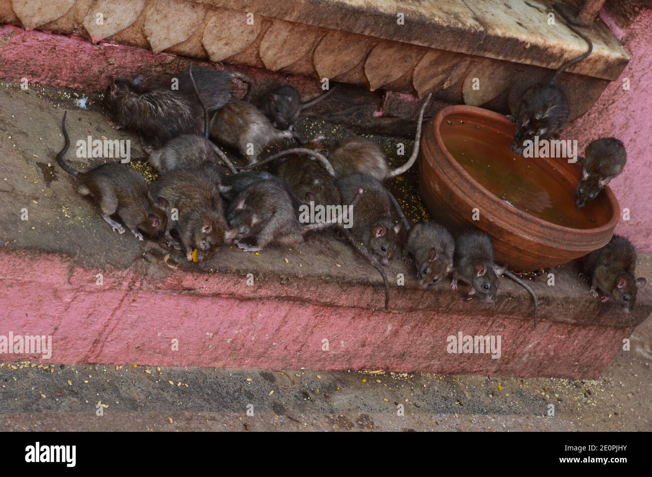 Rats are gathering near a water bowl at Karni Mata, the temple of rats