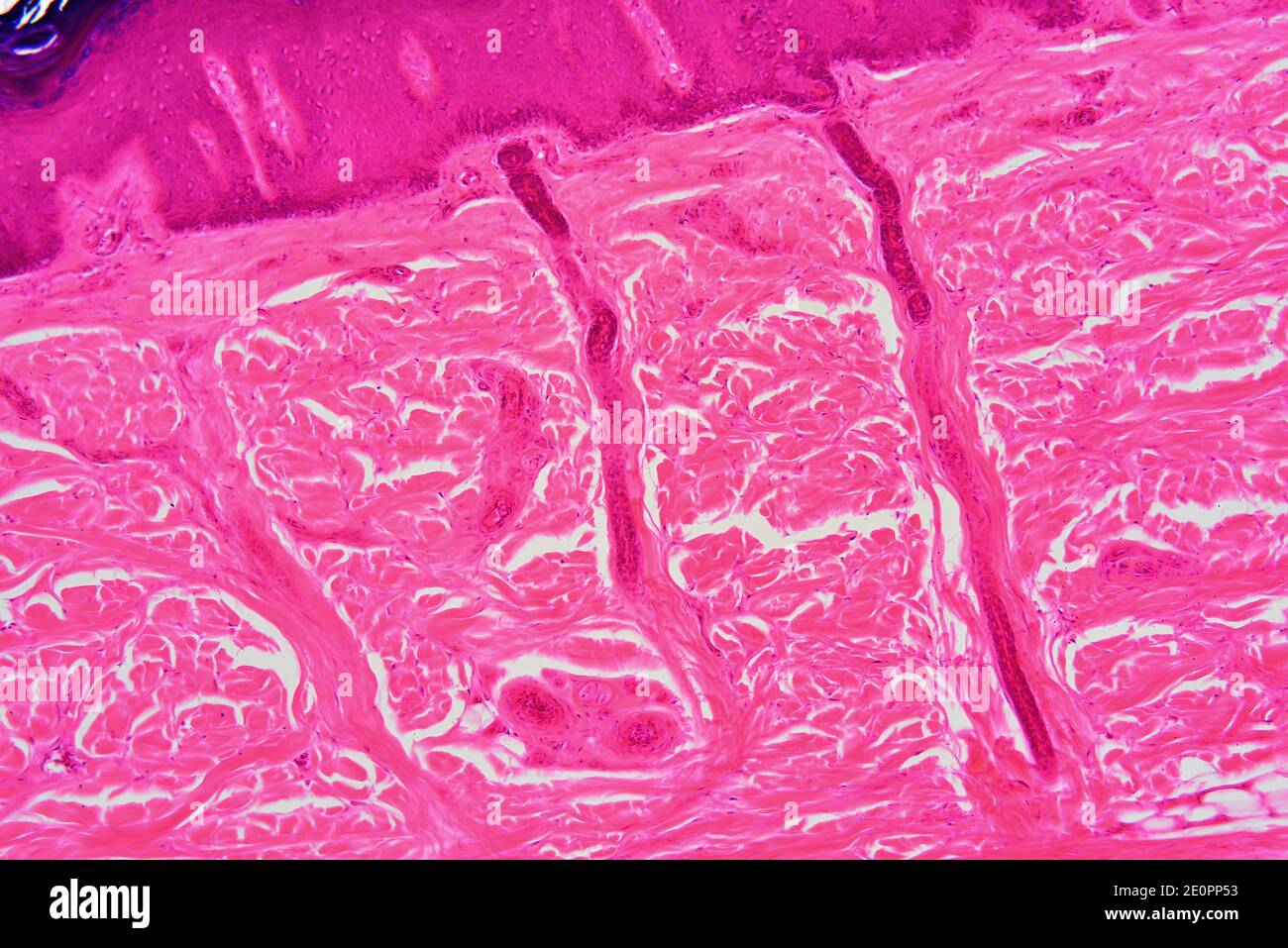 Sweat glands microscope hires stock photography and images Alamy