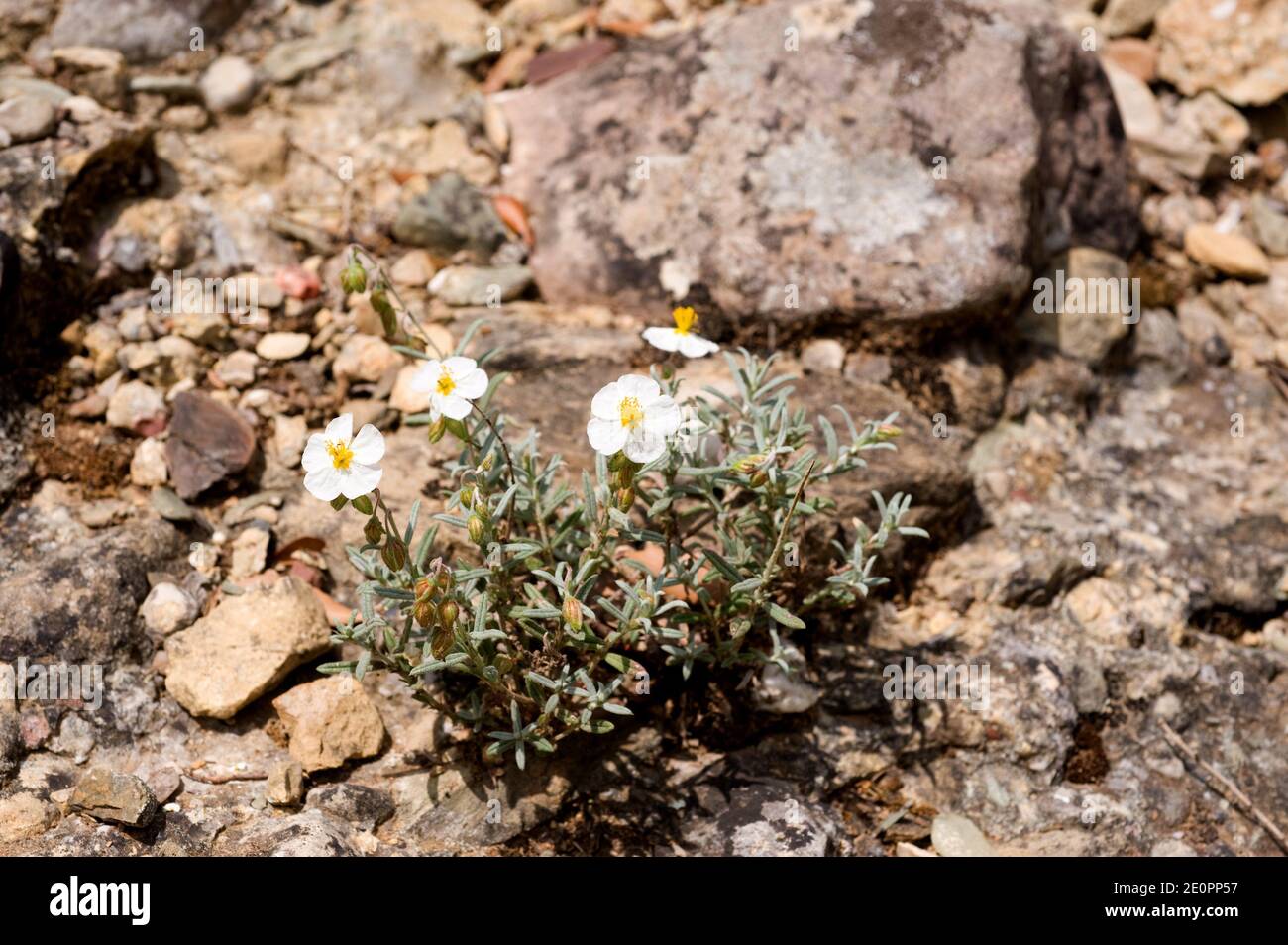 White rockrose (Helianthemum apenninum) is a small shrub native to Europe. This photo was taken in Montserrat mountain, Barcelona province, Stock Photo