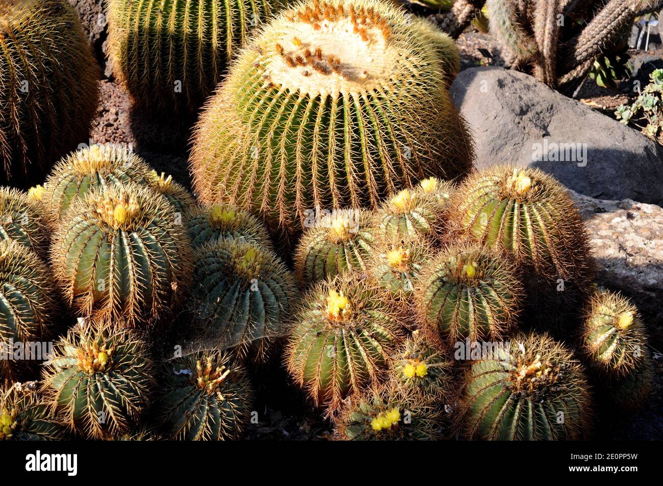Barrel cactus (Ferocactus glaucescens) is a spherical cactus endemic to Hidalgo, Mexico. Stock Photo