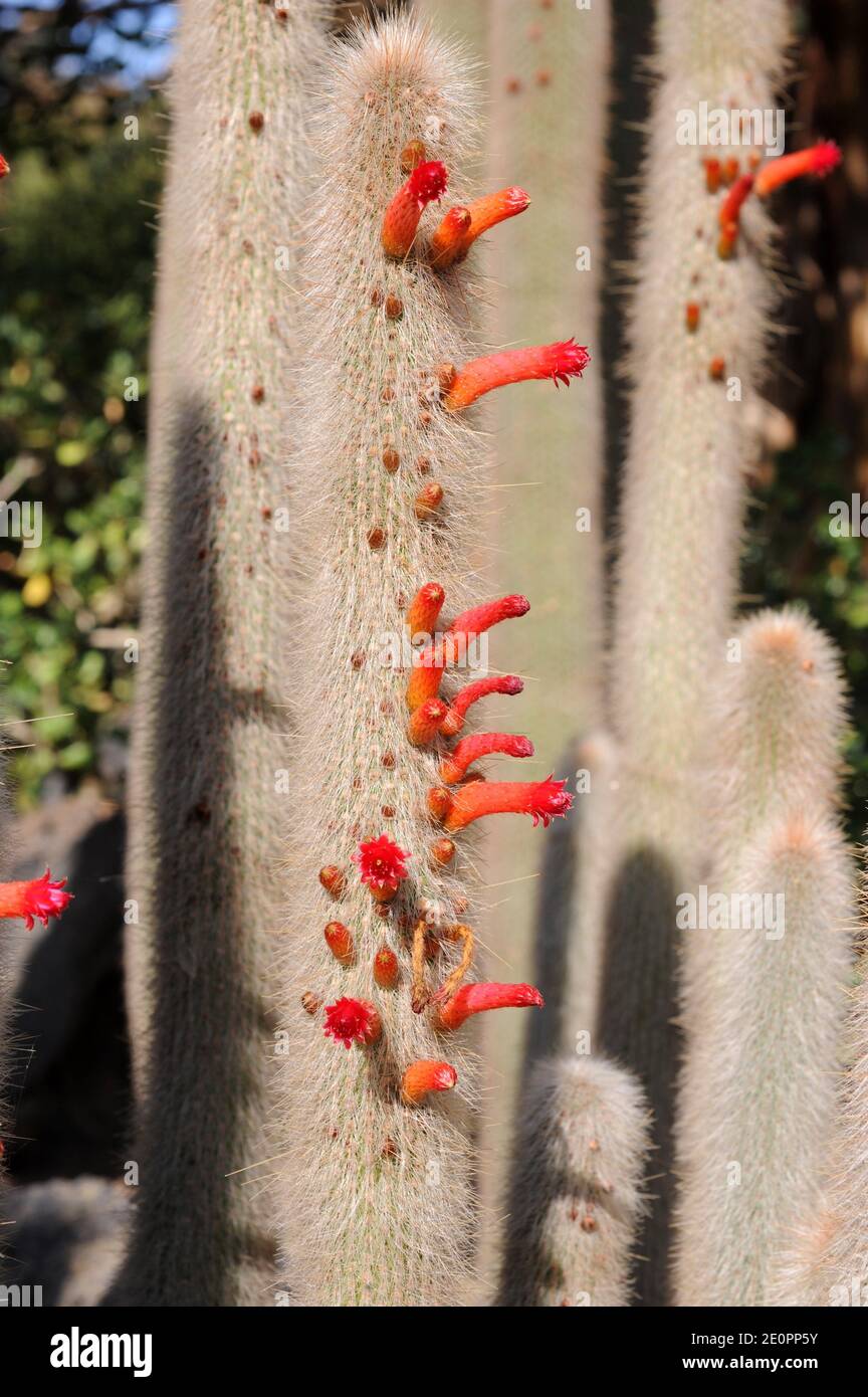 Cleistocactus hi-res stock photography and images - Alamy