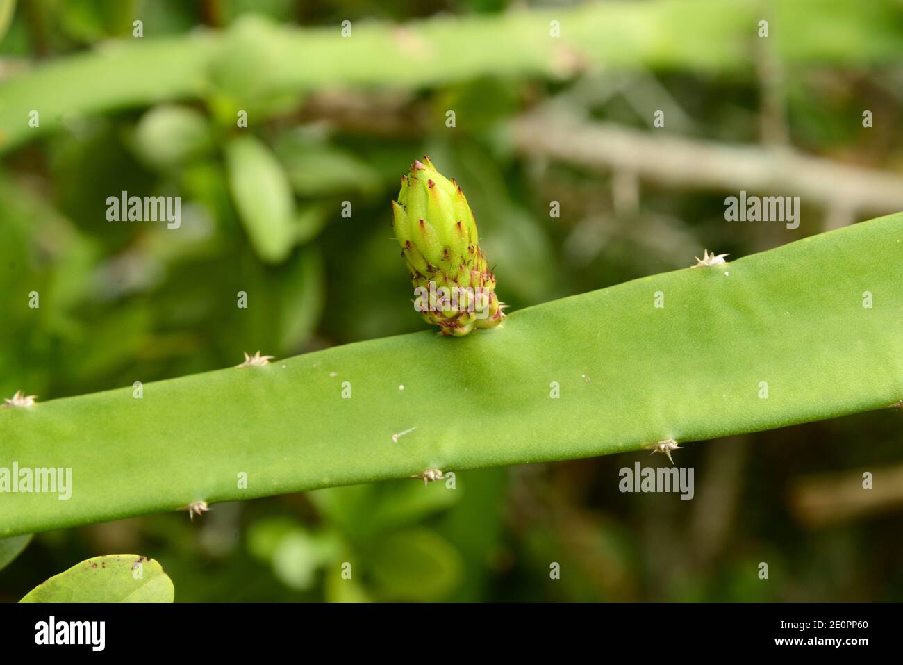 Hylocereus setaceus is an epiphytic cactus native to South America. This photo was taken in Paraty, Brazil. Stock Photo