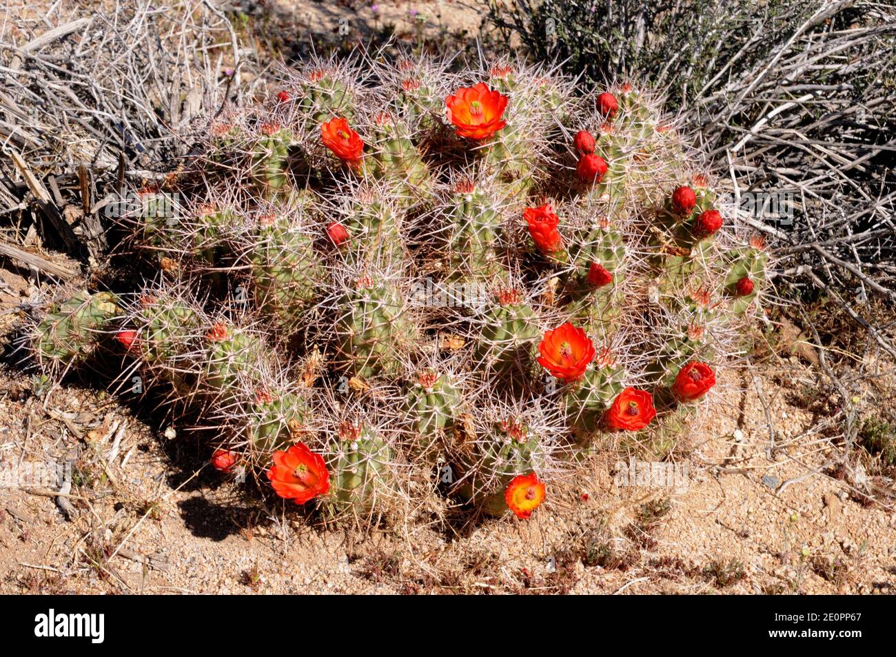 Kingcup cactus or Mojave mound cactus (Echinocereus triglochidiatus) is a cactus native to Southwestern USA and Northern Mexico. This photo was taken Stock Photo