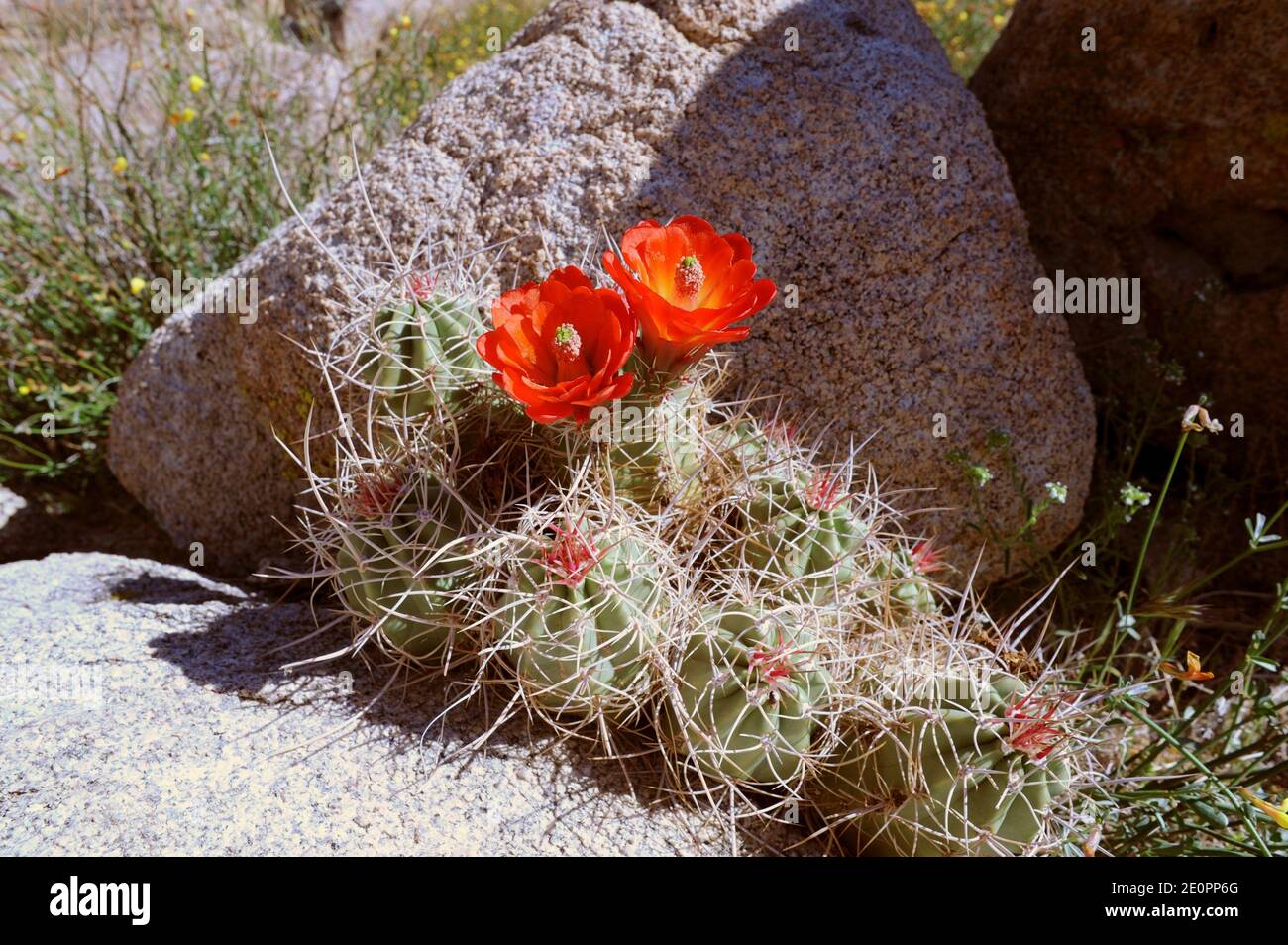 Kingcup cactus or Mojave mound cactus (Echinocereus triglochidiatus) is a cactus native to Southwestern USA and Northern Mexico. This photo was taken Stock Photo