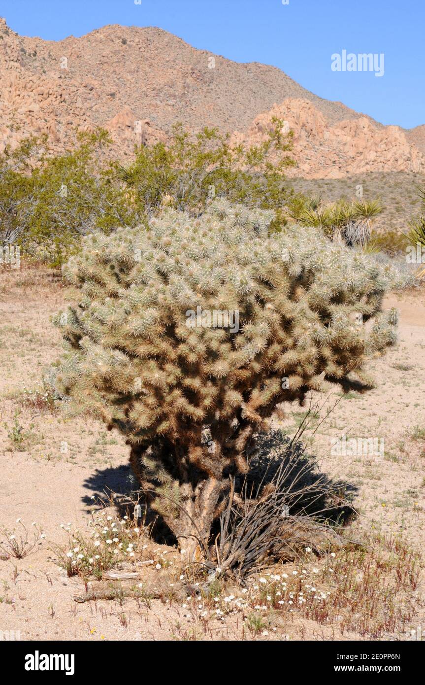 Golden cholla, silver cholla or Wiggins cholla (Cylindropuntia echinocarpa or Opuntia echinocarpa) is a cactus native to Southwestern USA and Stock Photo