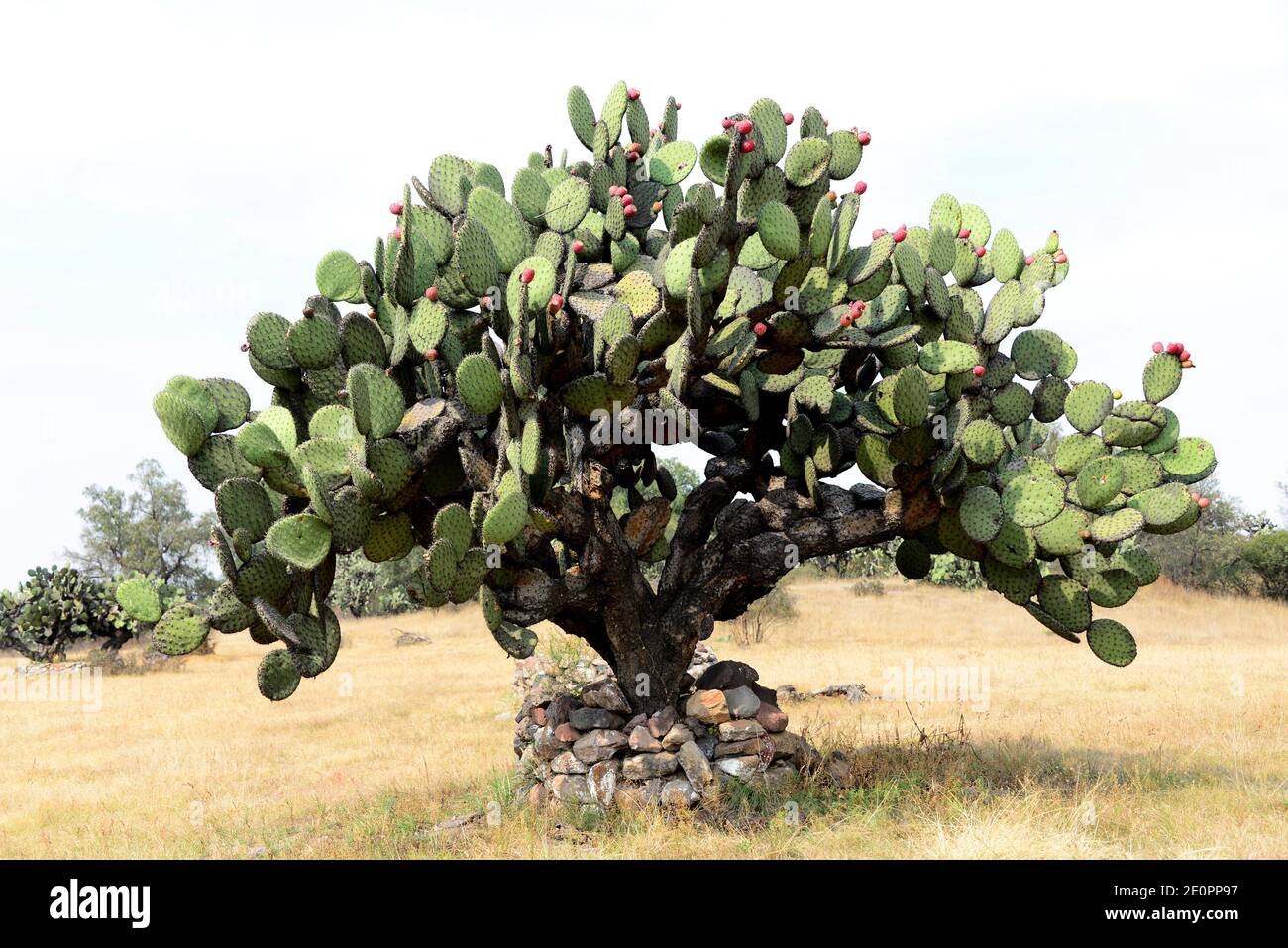 Barbary fig or Indian fig opuntia (Opuntia ficus-indica) is a cactus native to Mexico but naturalized in many arid or semiarid region of the World. Stock Photo