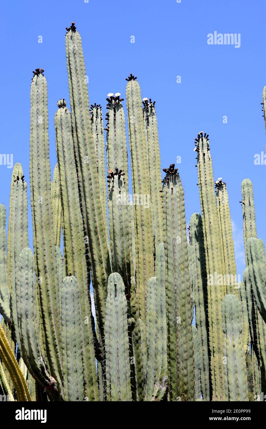 Edible cactus hires stock photography and images Alamy