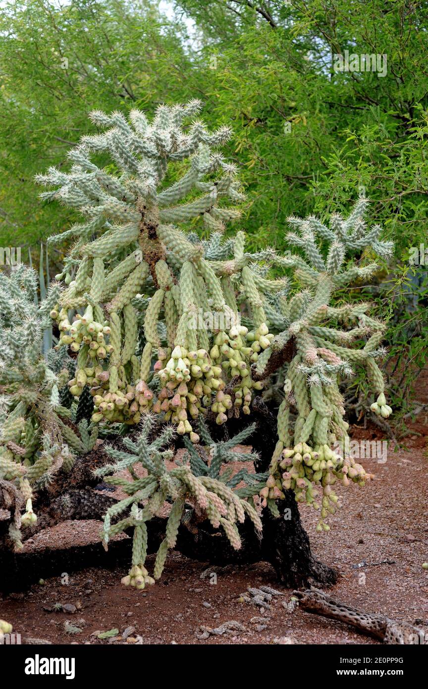 Jumping cholla (Cylindropuntia fulgida or Opuntia fulgida) is a cholla cactus native to Sonora (Mexico) and Arizona (USA). Stock Photo