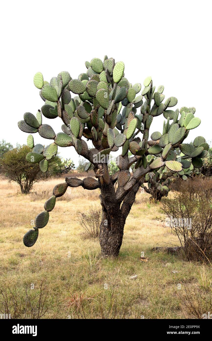 Barbary fig or Indian fig opuntia (Opuntia ficus-indica) is a cactus native to Mexico but naturalized in many arid or semiarid region of the World. Stock Photo