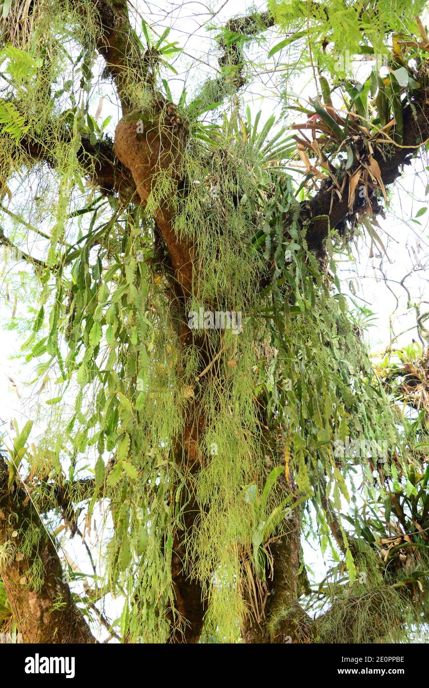 Rhipsalis and Epiphyllum are two genus of epiphytic cacti. This photo was taken in Paraty, Brazil. Stock Photo