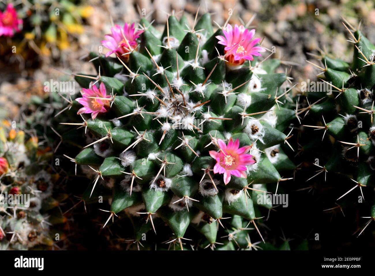 Globe cactus or nipple cactus (Mammillaria sp. ) is a spherical cactus native to Mexico. Stock Photo
