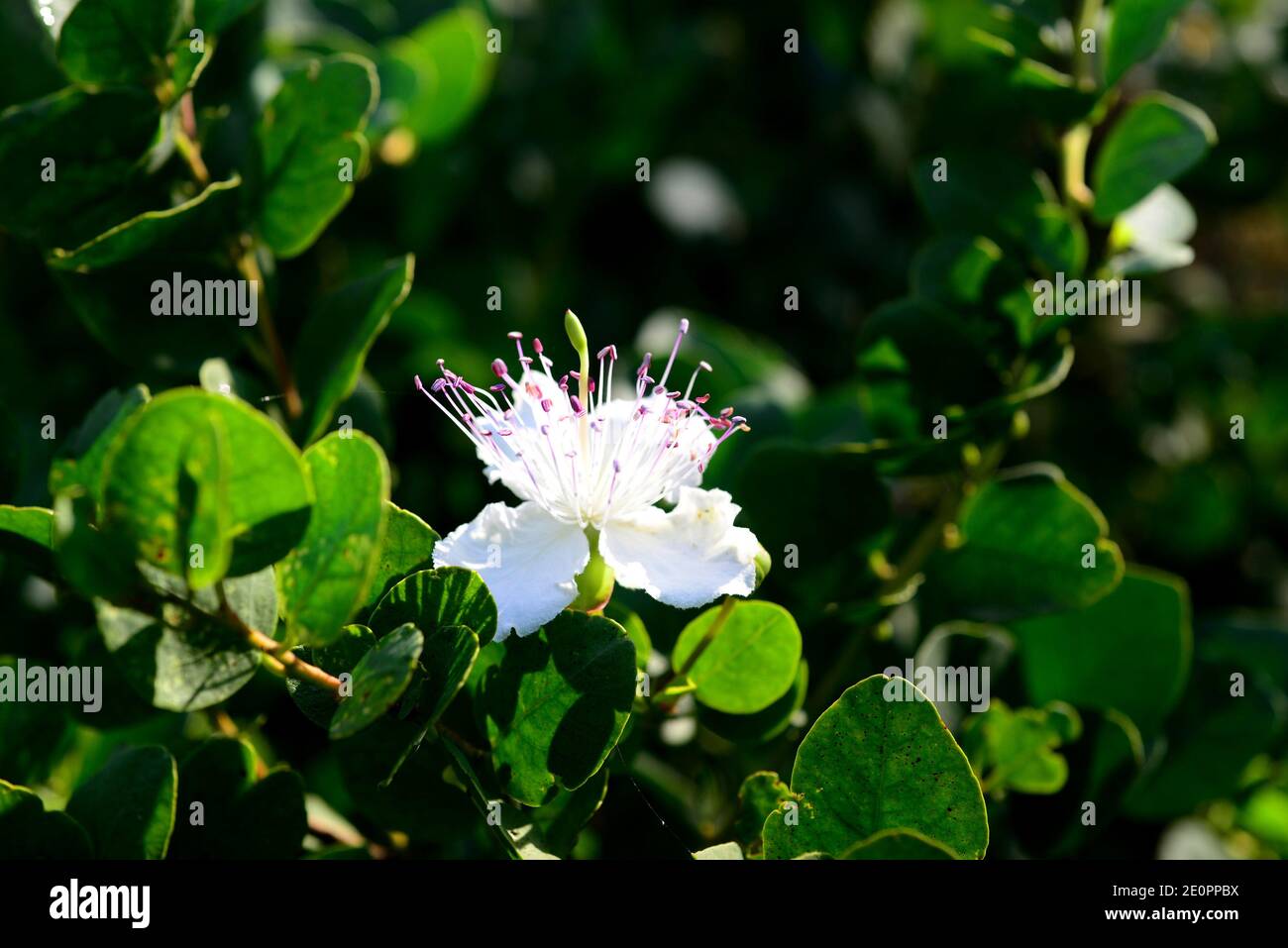 Caper bush (Capparis spinosa) is a thorny shrub present in all