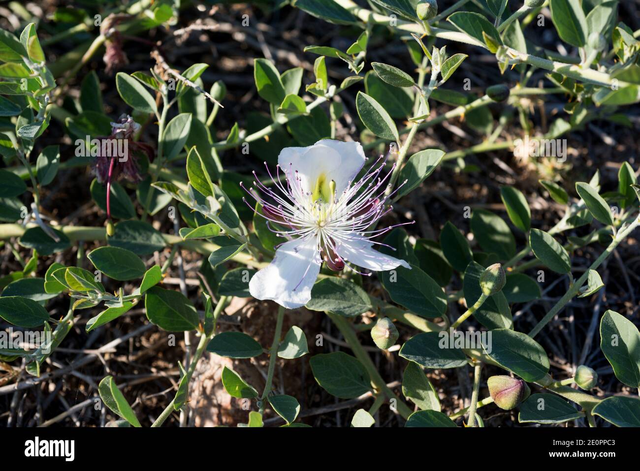 Caper bush (Capparis spinosa) is a thorny shrub present in all Mediterranean Basin. Its flowers